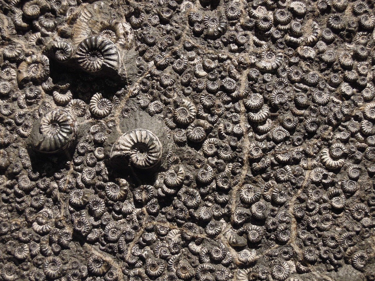 fossil-1969912_1280.jpg