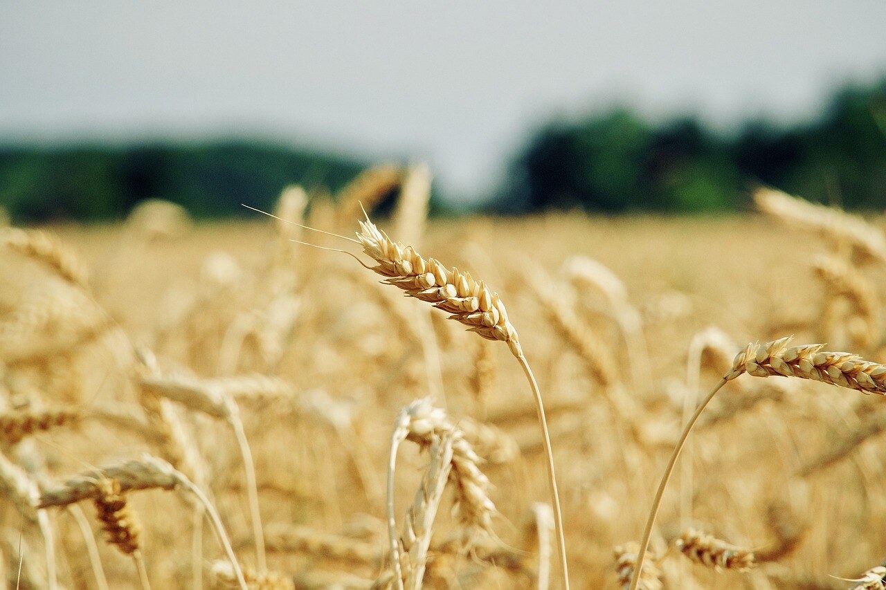 wheat-6710447_1280